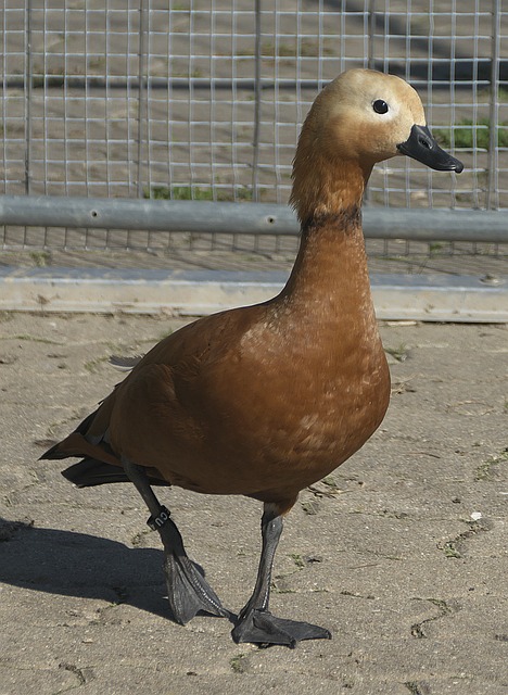 大禁